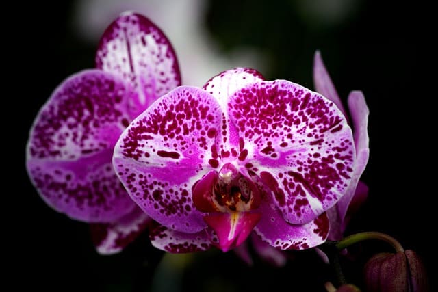 Moth Orchid