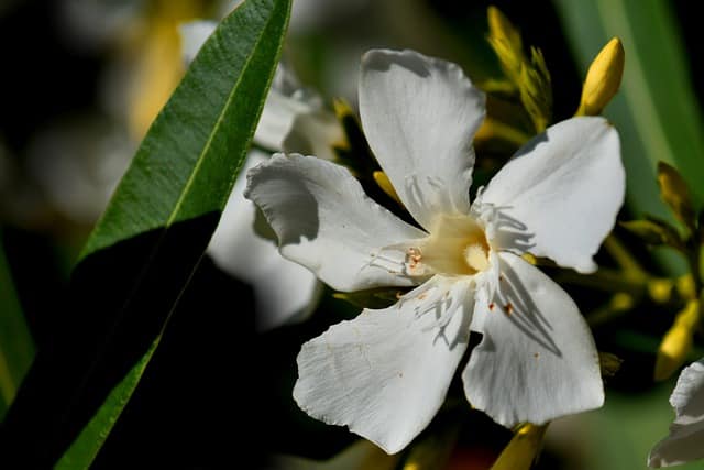 Oleander white