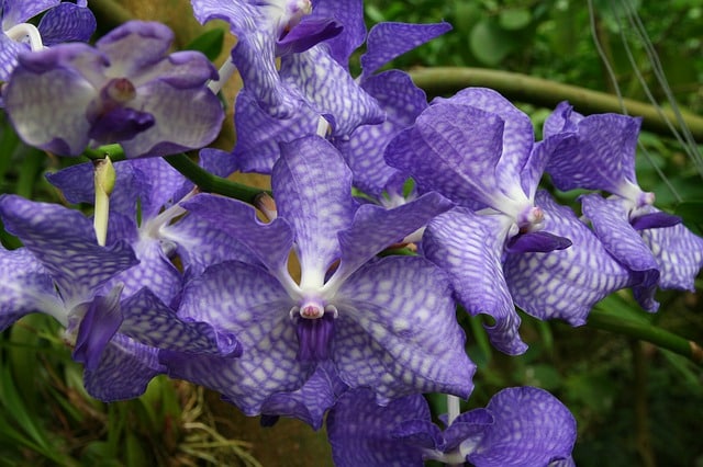 Vanda hybrids - Vanda Orchid