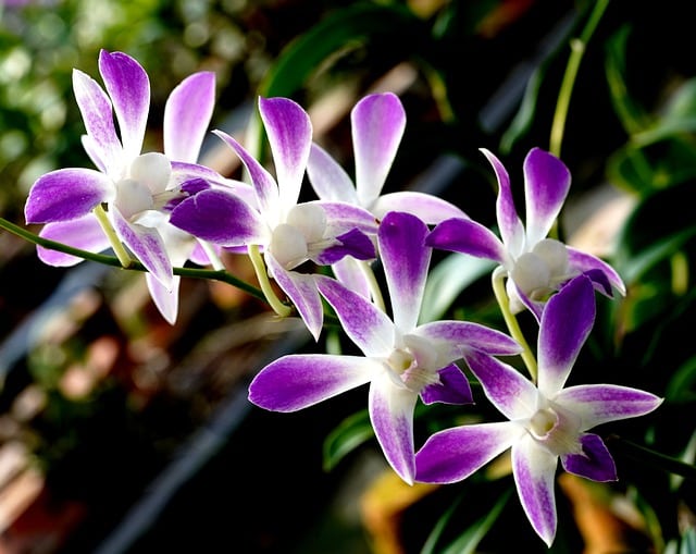 Dendrobium Orchid