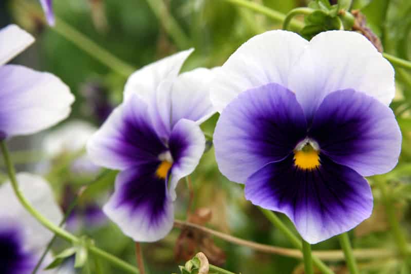 Purple pansy