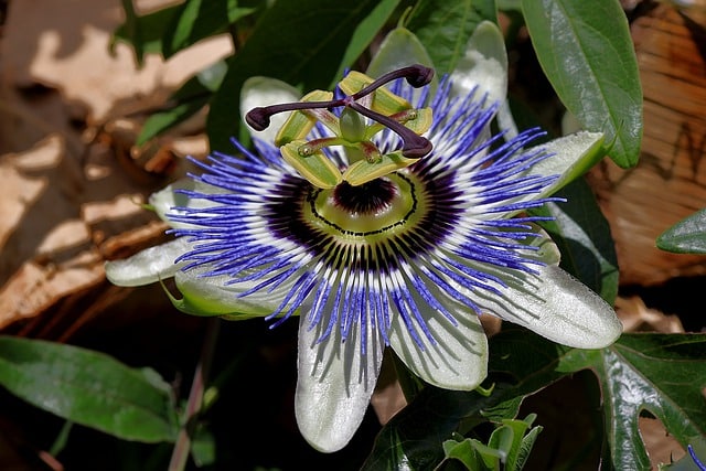  Passiflora caerulea