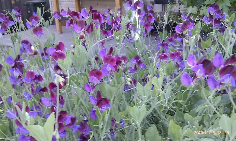 Sweet pea flowers
