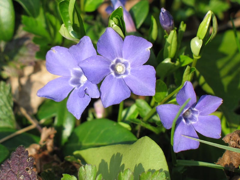 Periwinkle
