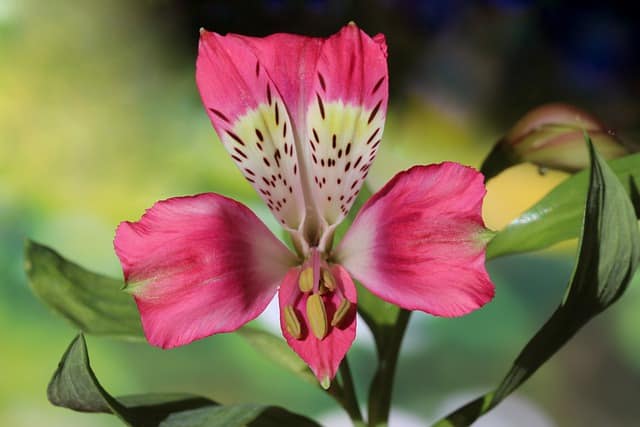  Peruvian lily 