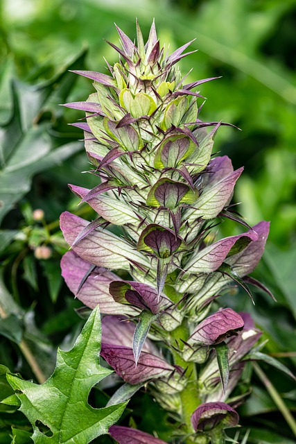 Acanthus mollis