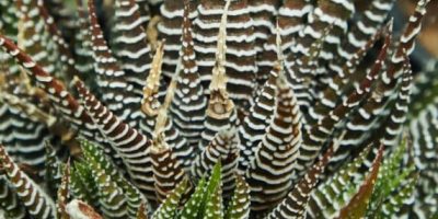 Haworthia reinwardtii