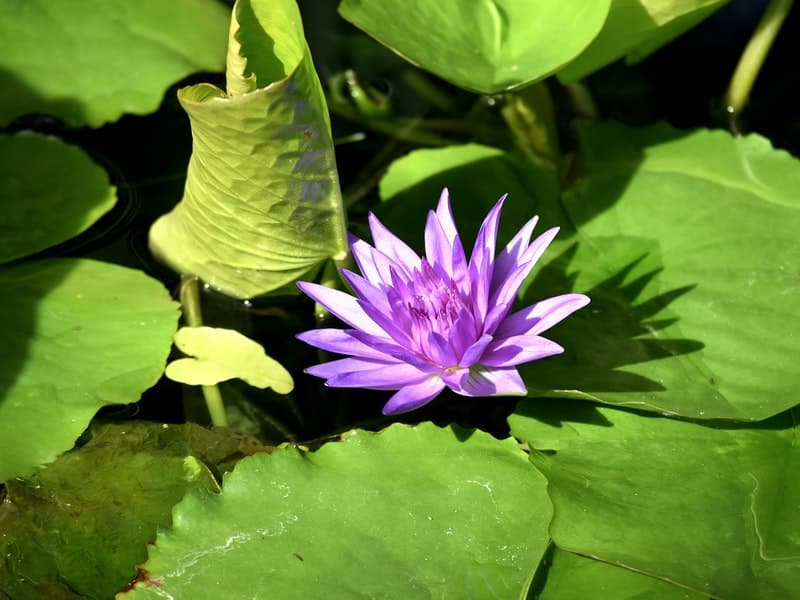Waterlily
