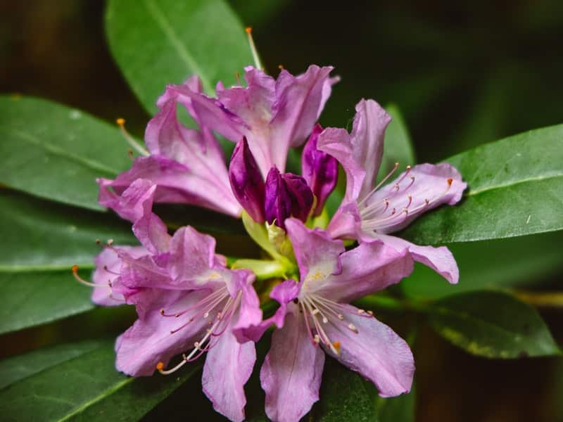Verbena "Homestead Purple"