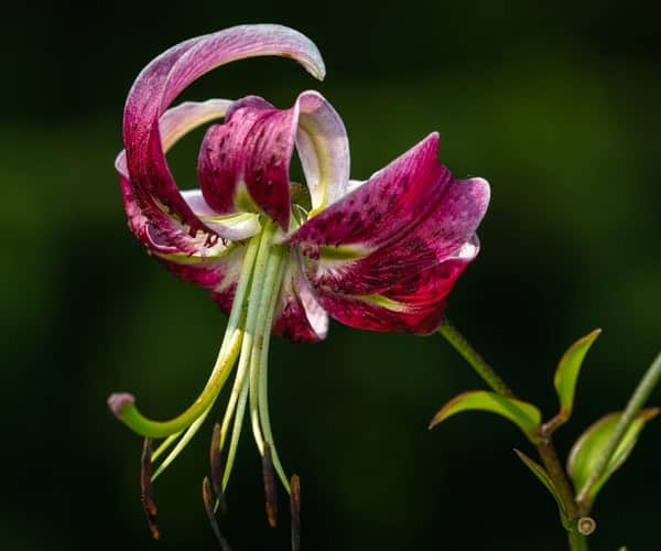 Lilium bakerianum - Lily