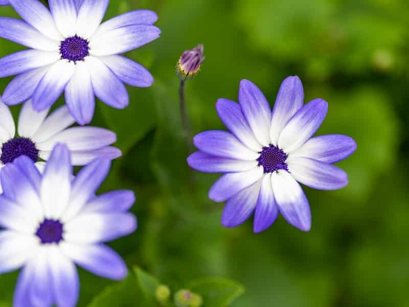 Pericallis x hybrida