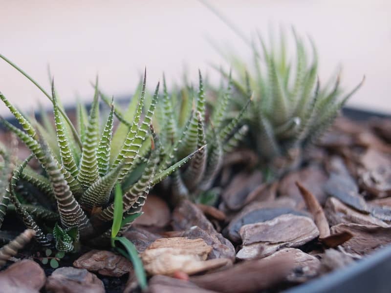 Best soil for Haworthia reinwardtii