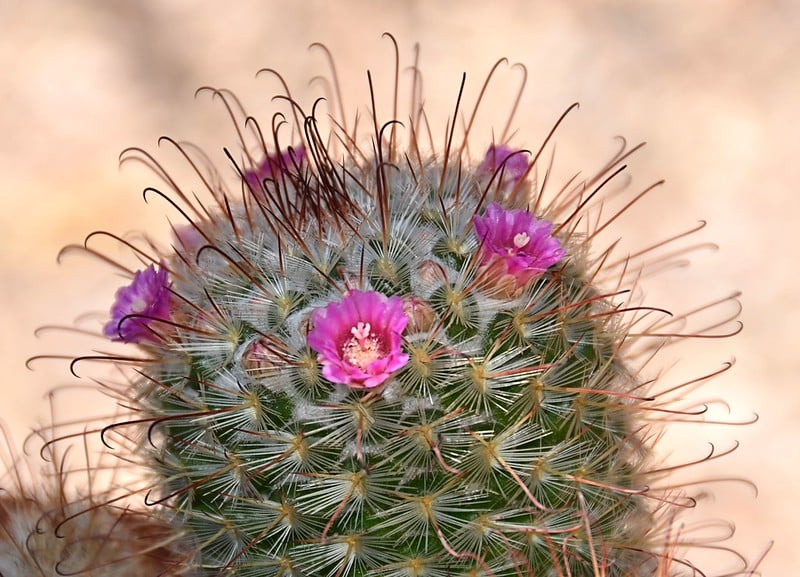 Pincushion cactus