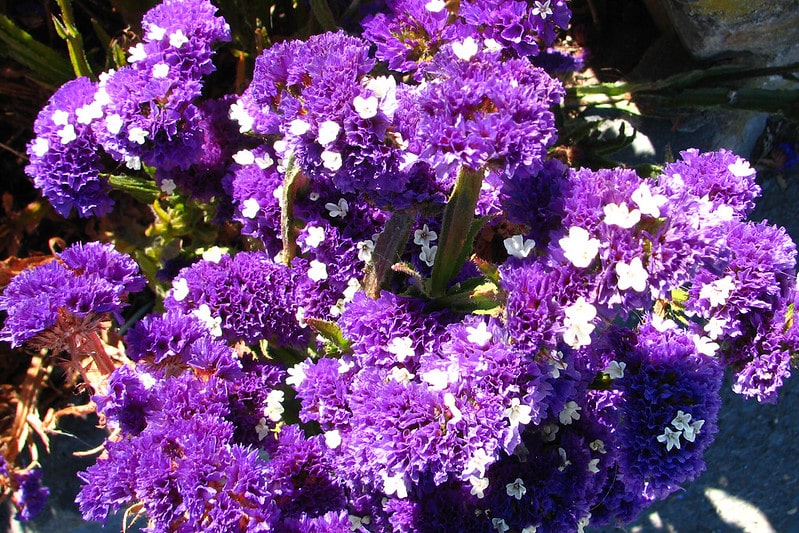 Purple and white flowering plants 
