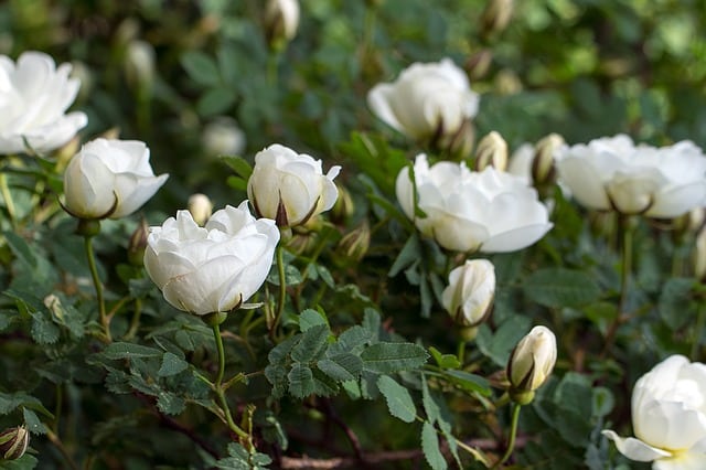 Bushes with white flowers