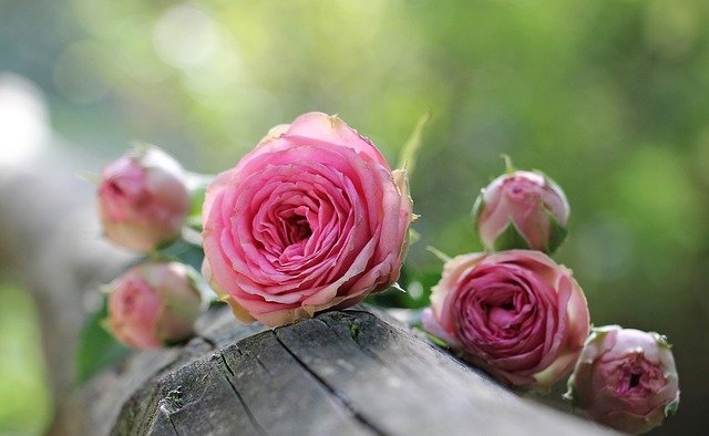 Pink Rose 