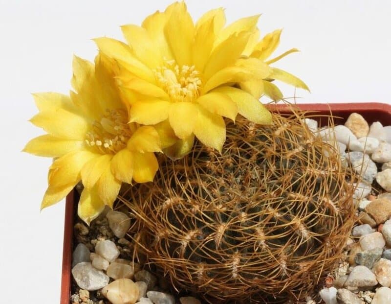 Mammillaria marksiana