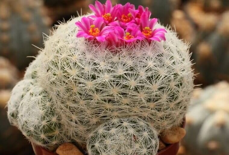 Mammillaria humboldtii var. caespitosa