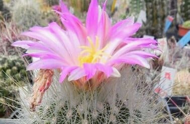 Thelocactus macdowellii