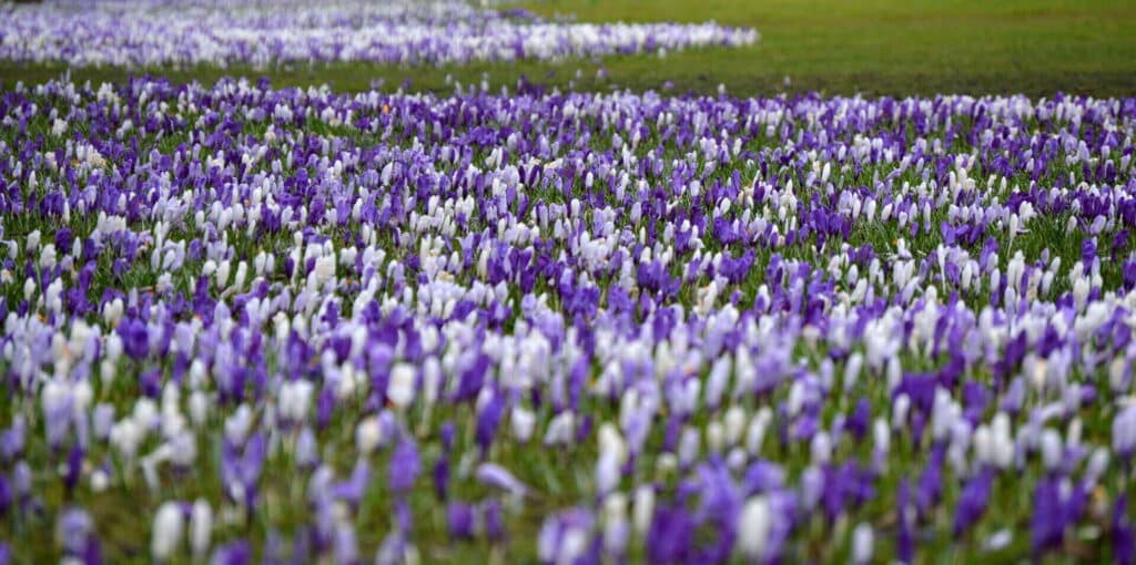 Purple and white flowers
