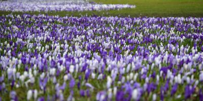 Purple and white flowers