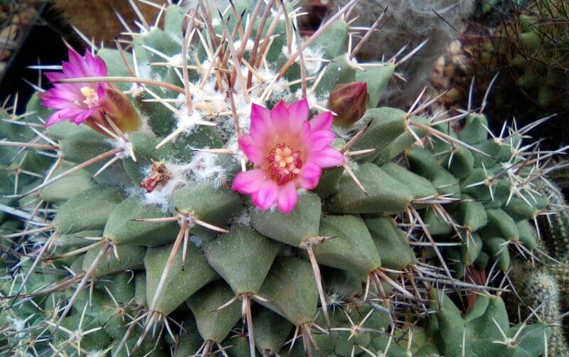 Mammillaria magnimamma - Mexican Pincushion