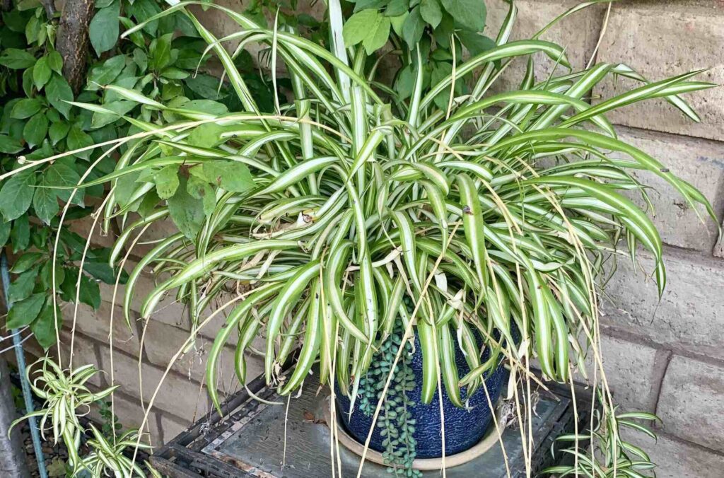 Spider Plant Soil