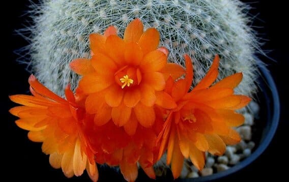 Brasilicactus haselbergii