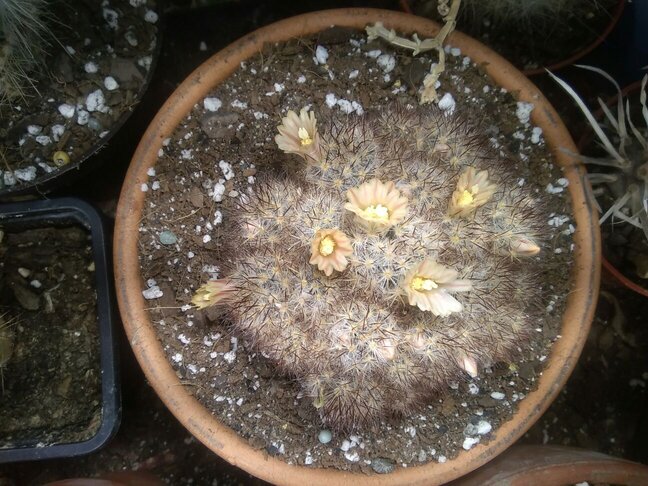 Mammillaria prolifera multiceps