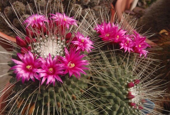 Mammillaria spinosissima cv "Un Pico"