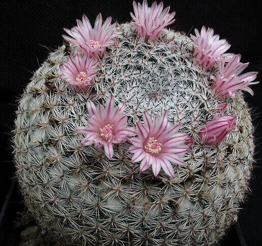 Mammillaria brauneana