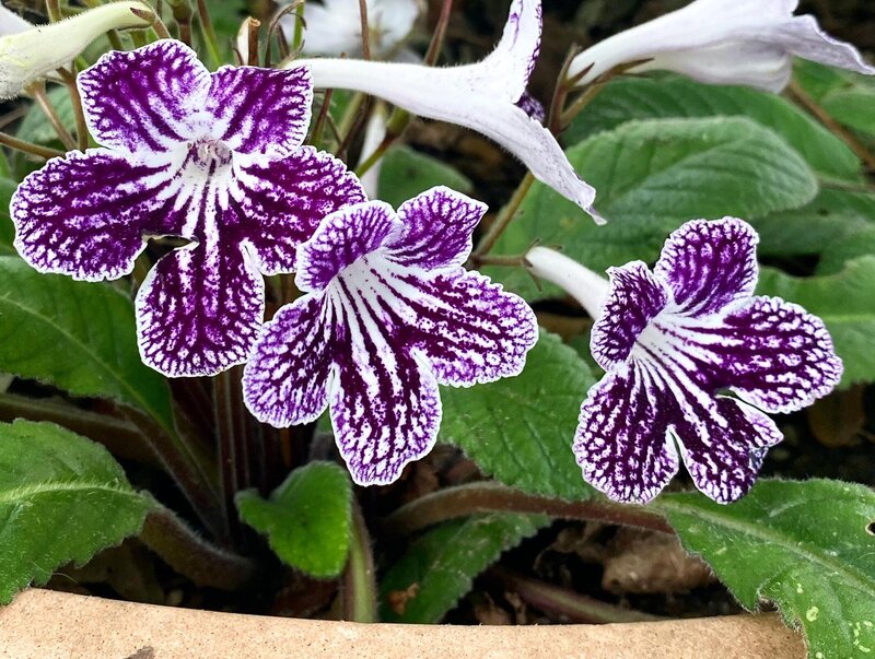 Cape Primrose