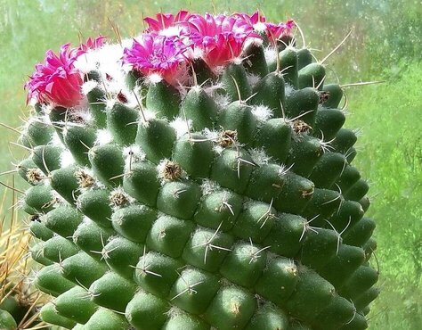 Mammillaria polythele f. nuda