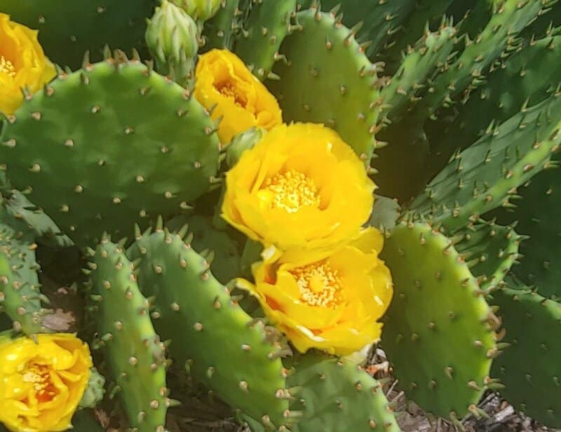  Prickly pear, Paddle Cactus