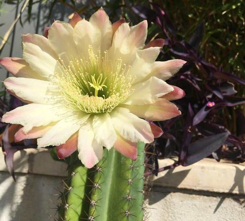 Cereus forbesii - Peruvian Apple Cactus