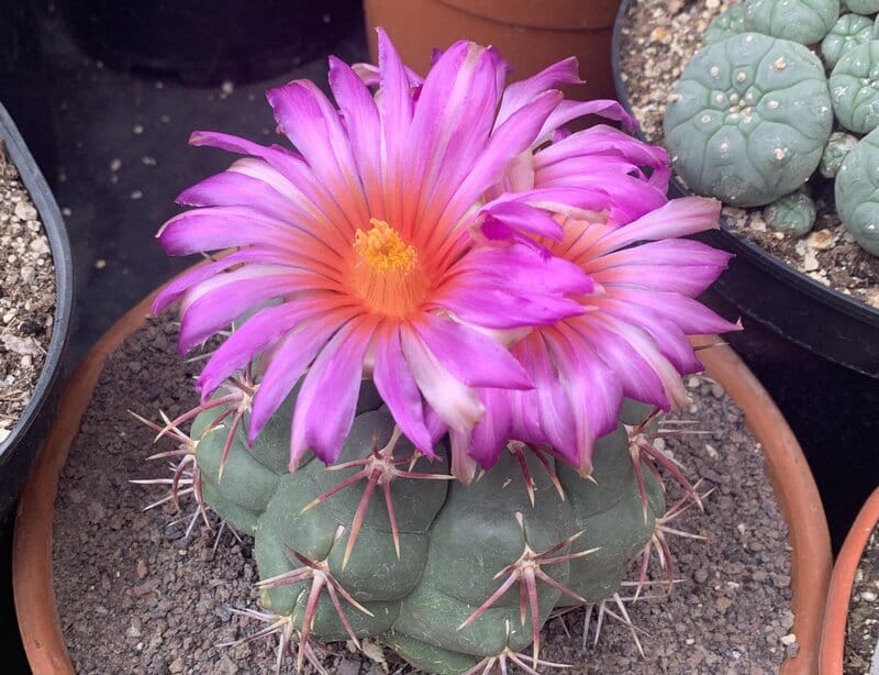 Thelocactus heterochromus