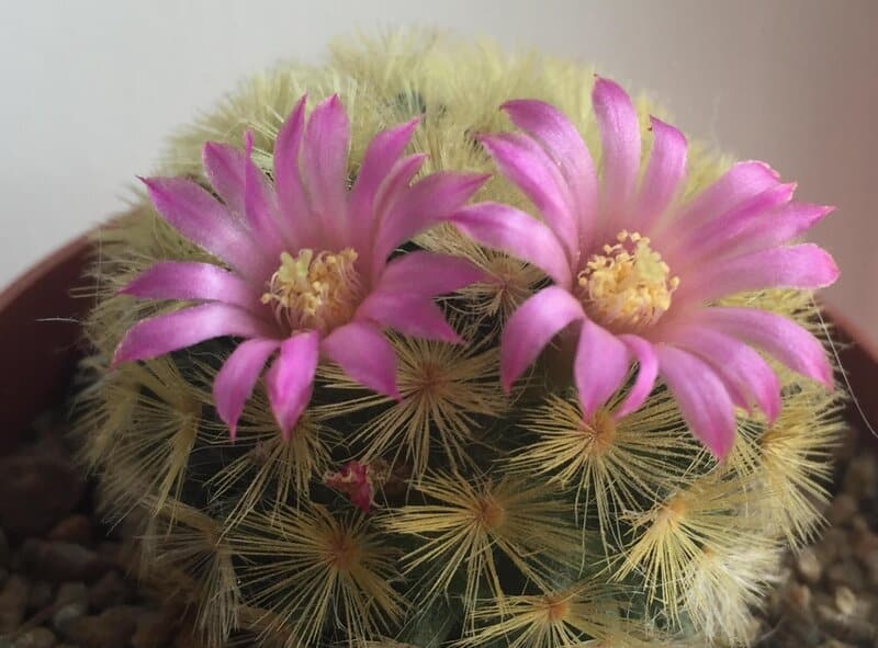 Mammillaria carmenae