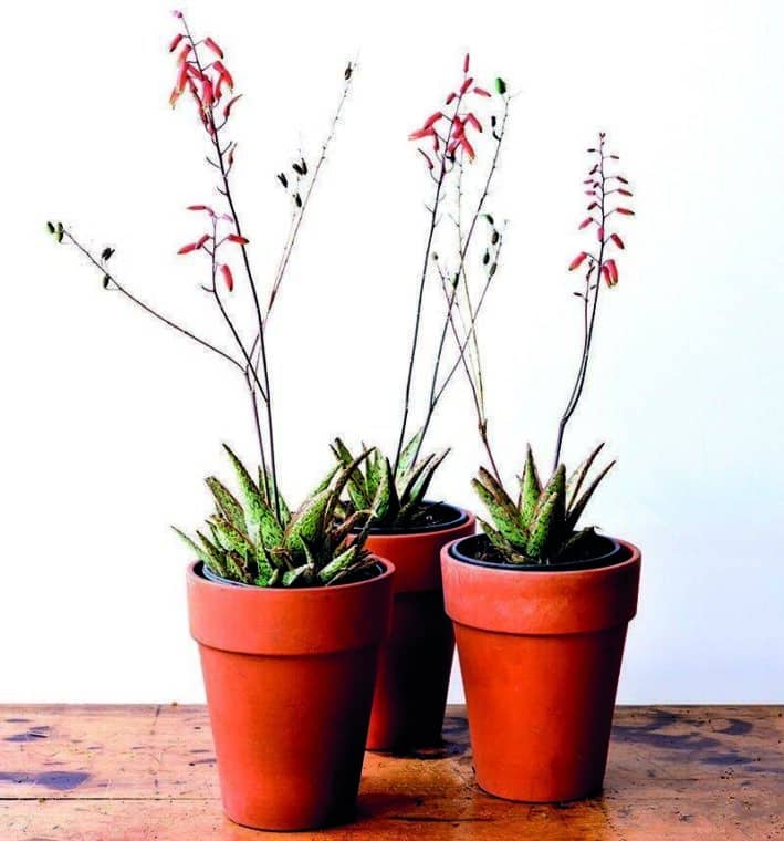 Aloe Vera with flowers