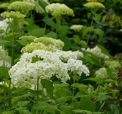Annabelle Hydrangea