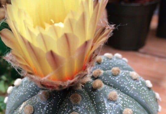 Astrophytum asterias - Sea Urchin Cactus