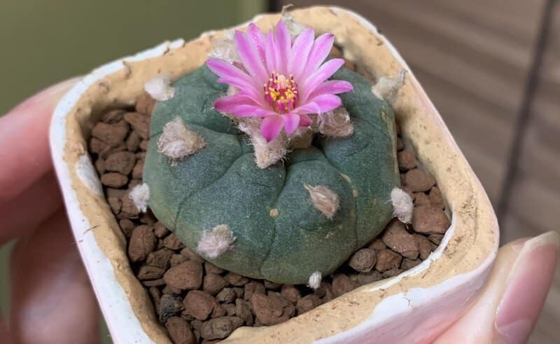 Lophophora diffusa