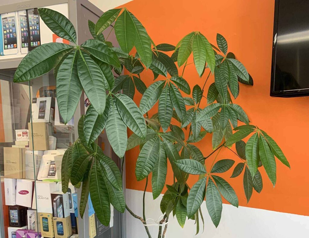 Best Soil for Money Tree