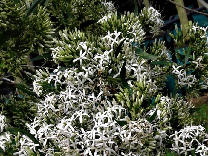 White Christmas Bush