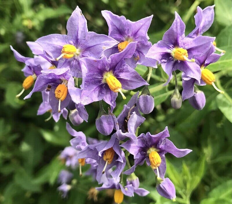 Bittersweet nightshade