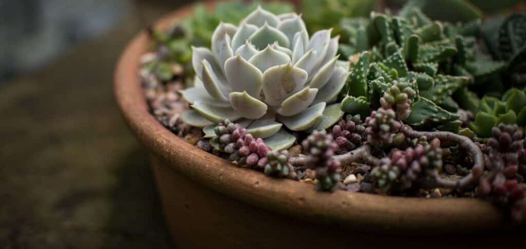 Best Soil for Succulents