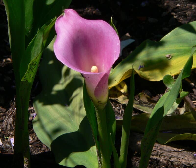 Zantedeschia plant aka Calla lily