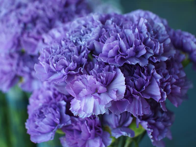 Dianthus caryophyllus 