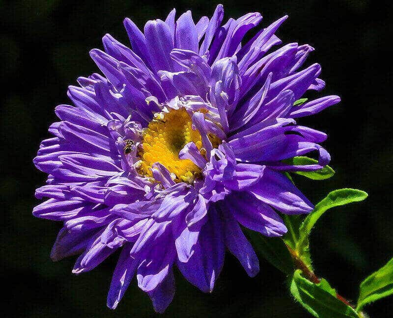 Callistephus Chinensis aka China aster