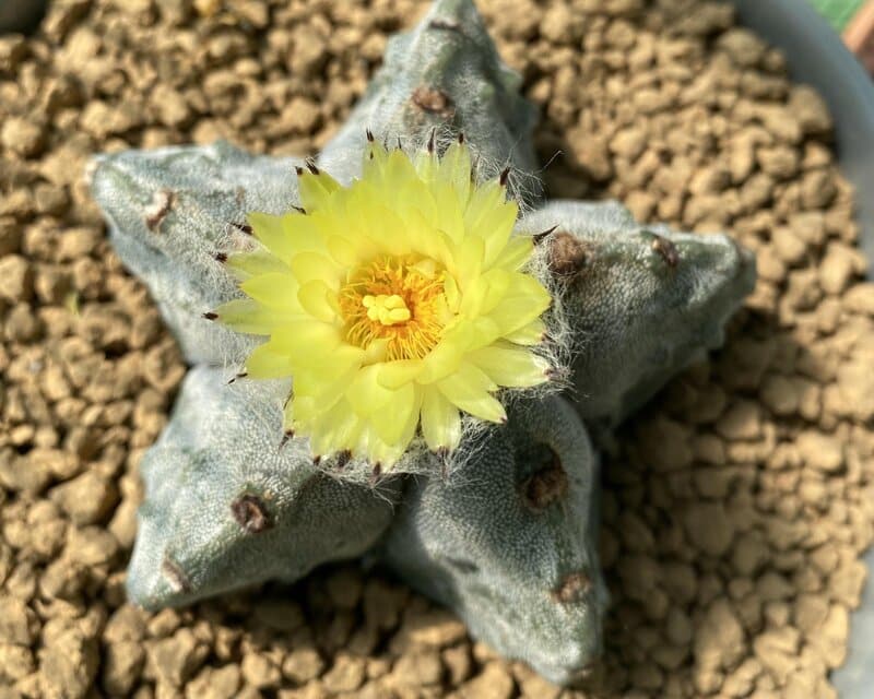 Astrophytum myriostigma - Bishop's Cap