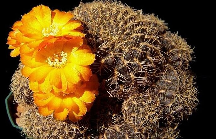 Sulcorebutia candiae